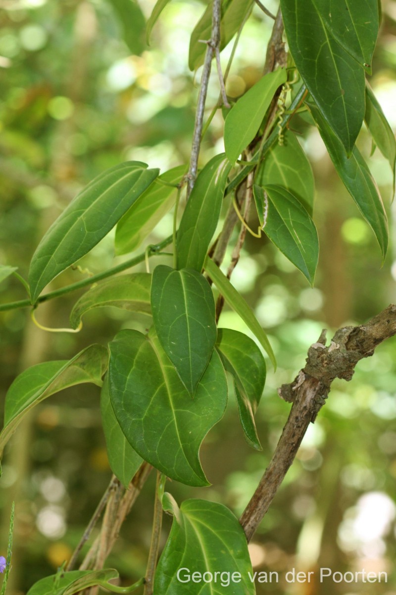 Zanonia indica subsp. indica L.